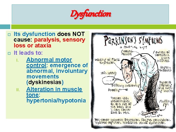 Dysfunction Its dysfunction does NOT cause: paralysis, sensory loss or ataxia It leads to: