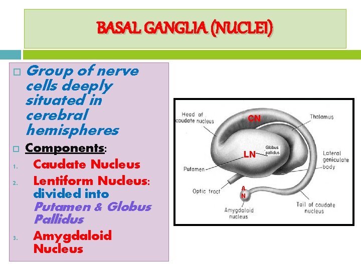 BASAL GANGLIA (NUCLEI) 1. 2. Group of nerve cells deeply situated in cerebral hemispheres