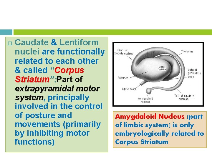  Caudate & Lentiform nuclei are functionally related to each other & called “Corpus