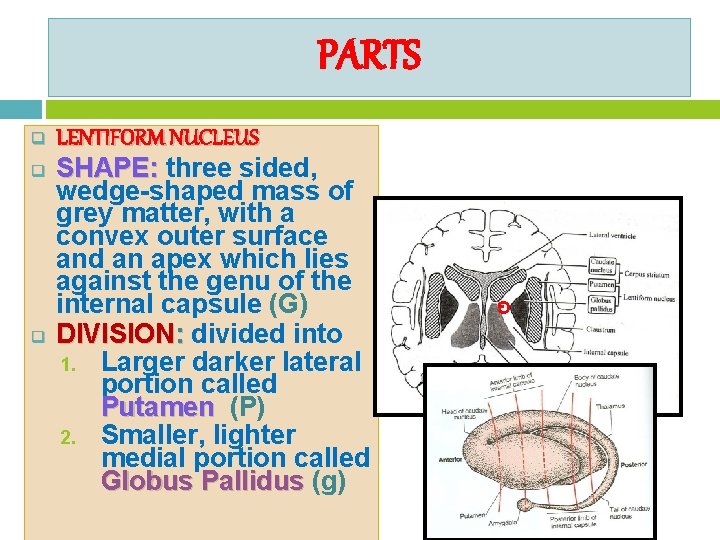 PARTS q q LENTIFORM NUCLEUS SHAPE: three sided, wedge-shaped mass of grey matter, with