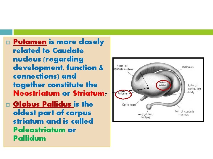  Putamen is more closely related to Caudate nucleus (regarding development, function & connections)