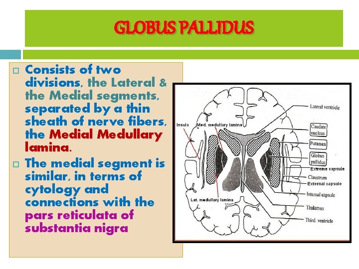 GLOBUS PALLIDUS Consists of two divisions, the Lateral & the Medial segments, separated by