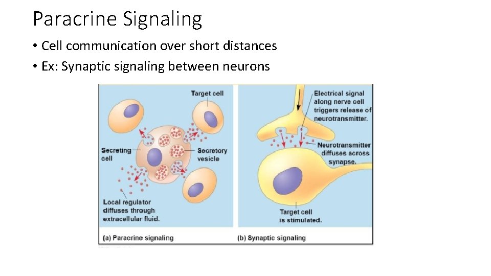 Paracrine Signaling • Cell communication over short distances • Ex: Synaptic signaling between neurons Paracrine Signaling • Cell communication over short distances • Ex: Synaptic signaling between neurons