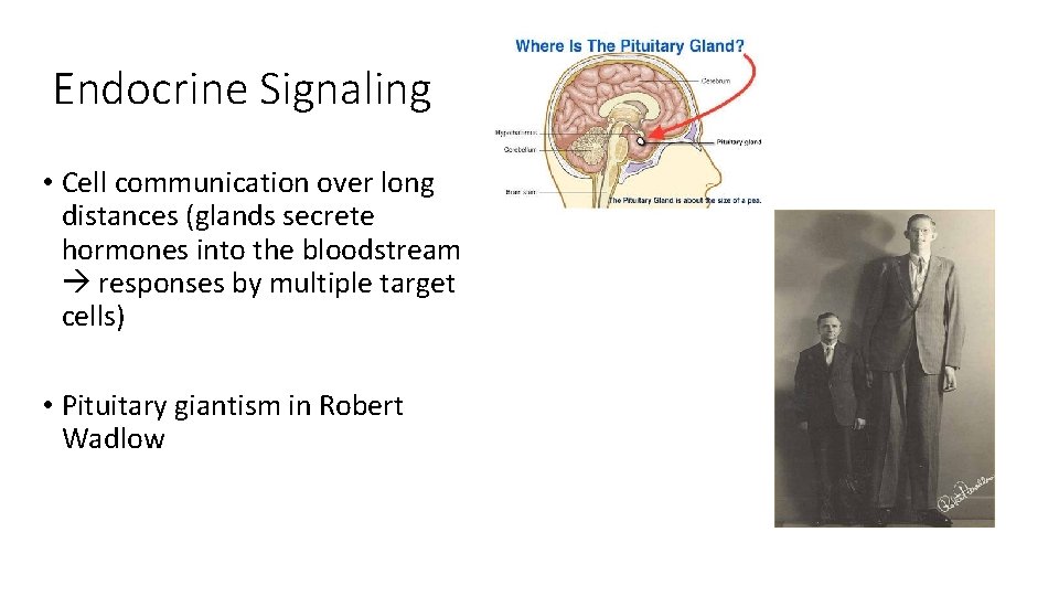Endocrine Signaling • Cell communication over long distances (glands secrete hormones into the bloodstream Endocrine Signaling • Cell communication over long distances (glands secrete hormones into the bloodstream