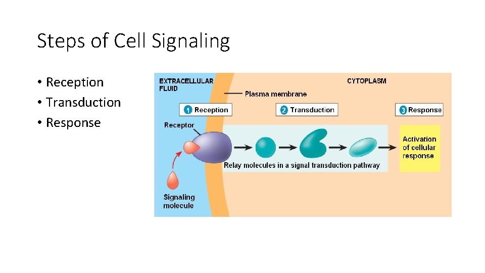 Steps of Cell Signaling • Reception • Transduction • Response Steps of Cell Signaling • Reception • Transduction • Response