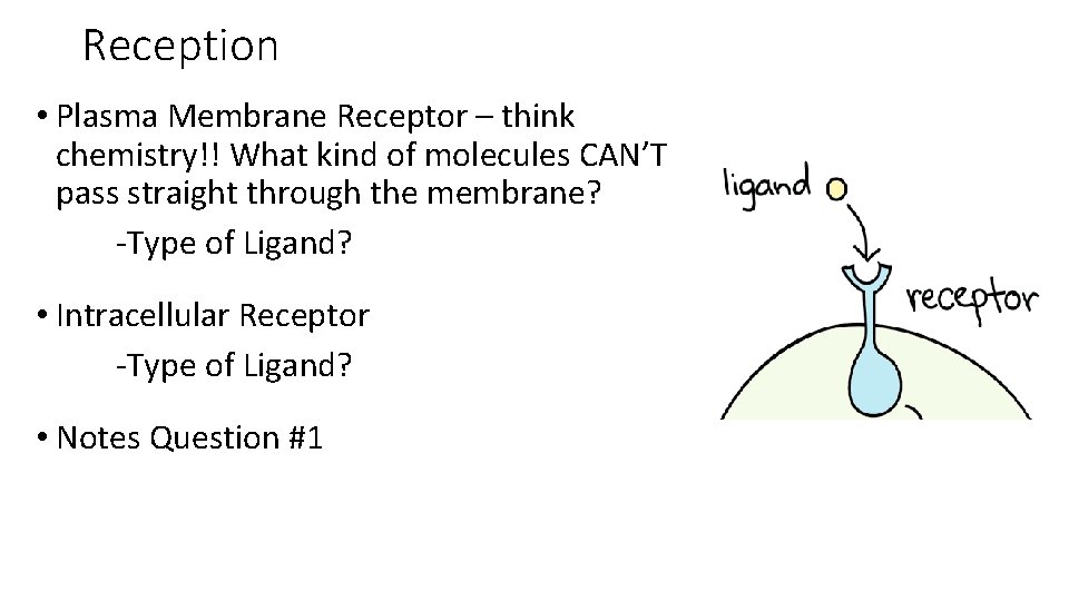Reception • Plasma Membrane Receptor – think chemistry!! What kind of molecules CAN’T pass Reception • Plasma Membrane Receptor – think chemistry!! What kind of molecules CAN’T pass