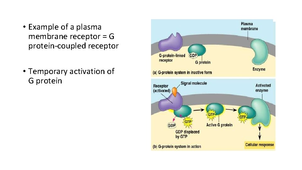 • Example of a plasma membrane receptor = G protein-coupled receptor • Temporary • Example of a plasma membrane receptor = G protein-coupled receptor • Temporary