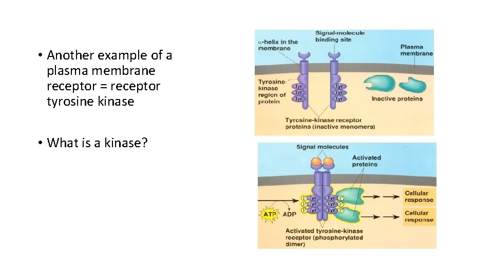 • Another example of a plasma membrane receptor = receptor tyrosine kinase • • Another example of a plasma membrane receptor = receptor tyrosine kinase •