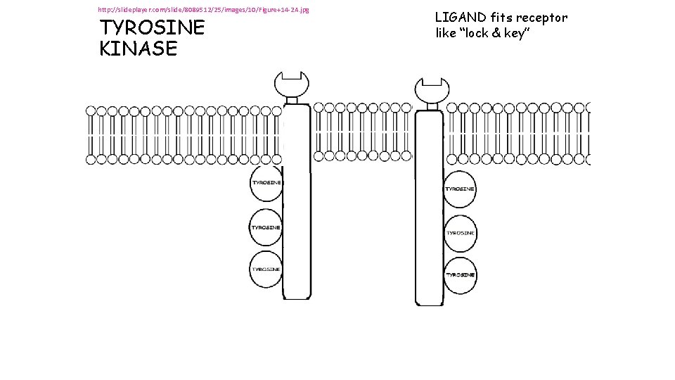http: //slideplayer. com/slide/8089512/25/images/10/Figure+14 -2 A. jpg TYROSINE KINASE LIGAND fits receptor like “lock & http: //slideplayer. com/slide/8089512/25/images/10/Figure+14 -2 A. jpg TYROSINE KINASE LIGAND fits receptor like “lock &