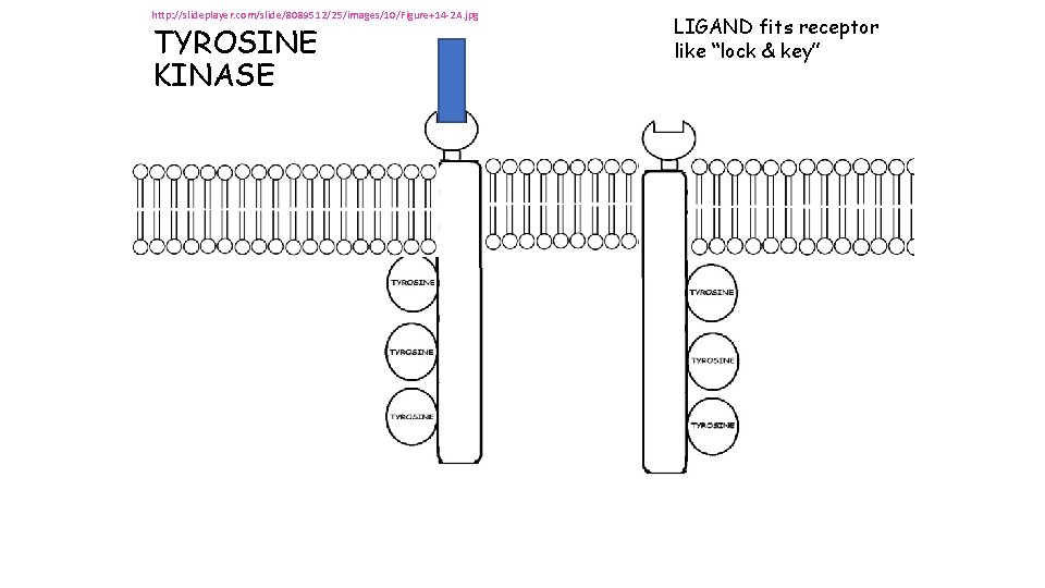 http: //slideplayer. com/slide/8089512/25/images/10/Figure+14 -2 A. jpg TYROSINE KINASE LIGAND fits receptor like “lock & http: //slideplayer. com/slide/8089512/25/images/10/Figure+14 -2 A. jpg TYROSINE KINASE LIGAND fits receptor like “lock &