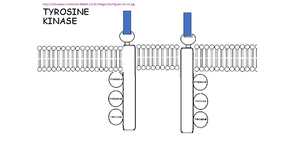 http: //slideplayer. com/slide/8089512/25/images/10/Figure+14 -2 A. jpg TYROSINE KINASE http: //slideplayer. com/slide/8089512/25/images/10/Figure+14 -2 A. jpg TYROSINE KINASE