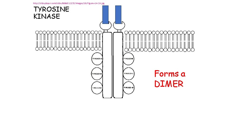 http: //slideplayer. com/slide/8089512/25/images/10/Figure+14 -2 A. jpg TYROSINE KINASE Forms a DIMER http: //slideplayer. com/slide/8089512/25/images/10/Figure+14 -2 A. jpg TYROSINE KINASE Forms a DIMER
