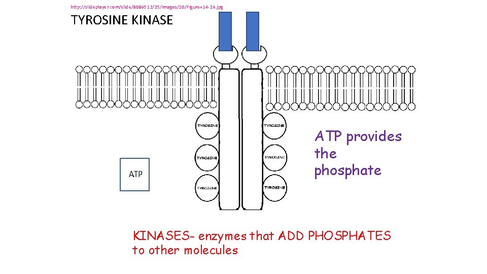 http: //slideplayer. com/slide/8089512/25/images/10/Figure+14 -2 A. jpg TYROSINE KINASE ATP provides the phosphate KINASES- enzymes http: //slideplayer. com/slide/8089512/25/images/10/Figure+14 -2 A. jpg TYROSINE KINASE ATP provides the phosphate KINASES- enzymes