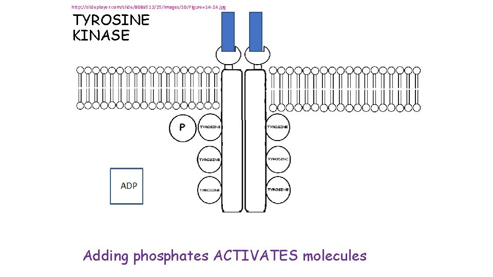 http: //slideplayer. com/slide/8089512/25/images/10/Figure+14 -2 A. jpg TYROSINE KINASE Adding phosphates ACTIVATES molecules http: //slideplayer. com/slide/8089512/25/images/10/Figure+14 -2 A. jpg TYROSINE KINASE Adding phosphates ACTIVATES molecules