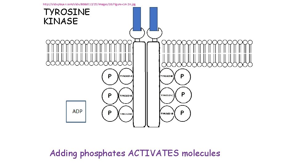 http: //slideplayer. com/slide/8089512/25/images/10/Figure+14 -2 A. jpg TYROSINE KINASE Adding phosphates ACTIVATES molecules http: //slideplayer. com/slide/8089512/25/images/10/Figure+14 -2 A. jpg TYROSINE KINASE Adding phosphates ACTIVATES molecules