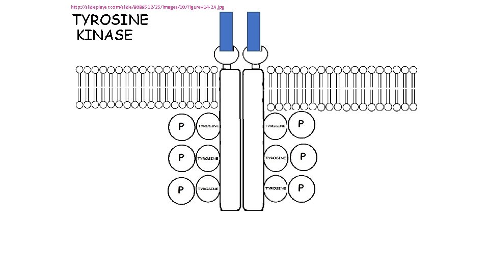 http: //slideplayer. com/slide/8089512/25/images/10/Figure+14 -2 A. jpg TYROSINE KINASE http: //slideplayer. com/slide/8089512/25/images/10/Figure+14 -2 A. jpg TYROSINE KINASE