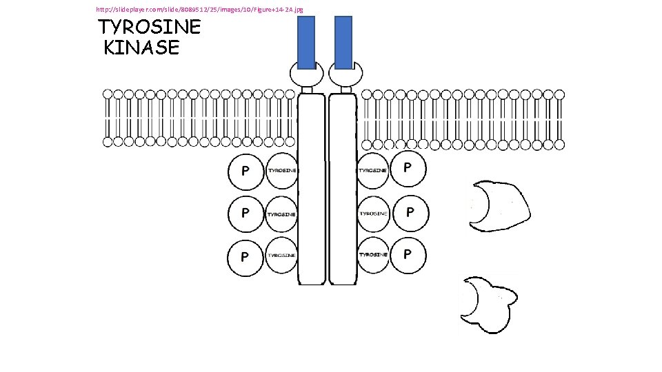 http: //slideplayer. com/slide/8089512/25/images/10/Figure+14 -2 A. jpg TYROSINE KINASE http: //slideplayer. com/slide/8089512/25/images/10/Figure+14 -2 A. jpg TYROSINE KINASE