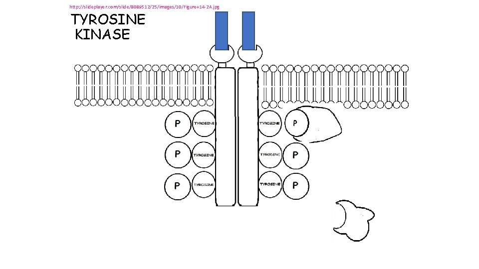 http: //slideplayer. com/slide/8089512/25/images/10/Figure+14 -2 A. jpg TYROSINE KINASE http: //slideplayer. com/slide/8089512/25/images/10/Figure+14 -2 A. jpg TYROSINE KINASE