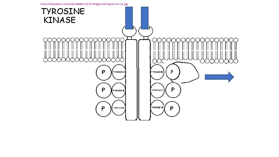 http: //slideplayer. com/slide/8089512/25/images/10/Figure+14 -2 A. jpg TYROSINE KINASE http: //slideplayer. com/slide/8089512/25/images/10/Figure+14 -2 A. jpg TYROSINE KINASE