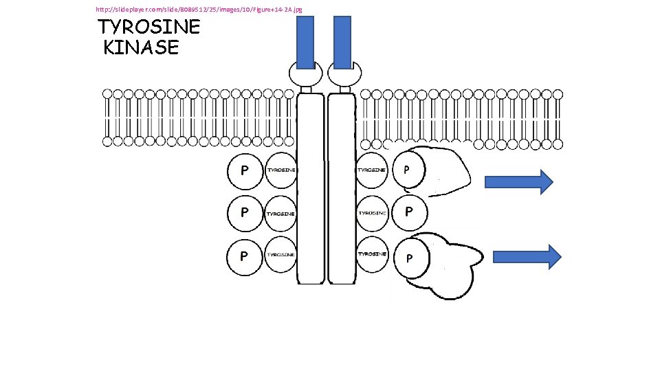 http: //slideplayer. com/slide/8089512/25/images/10/Figure+14 -2 A. jpg TYROSINE KINASE http: //slideplayer. com/slide/8089512/25/images/10/Figure+14 -2 A. jpg TYROSINE KINASE