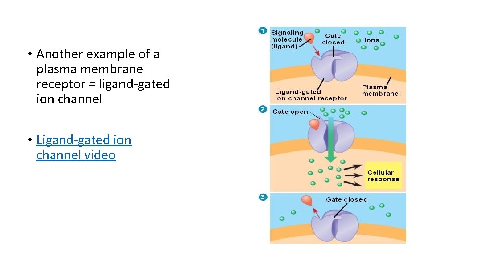 • Another example of a plasma membrane receptor = ligand-gated ion channel • • Another example of a plasma membrane receptor = ligand-gated ion channel •
