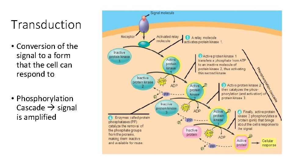 Transduction • Conversion of the signal to a form that the cell can respond Transduction • Conversion of the signal to a form that the cell can respond