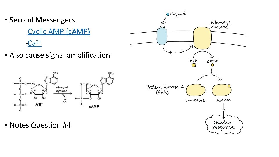 • Second Messengers -Cyclic AMP (c. AMP) -Ca 2+ • Also cause signal • Second Messengers -Cyclic AMP (c. AMP) -Ca 2+ • Also cause signal