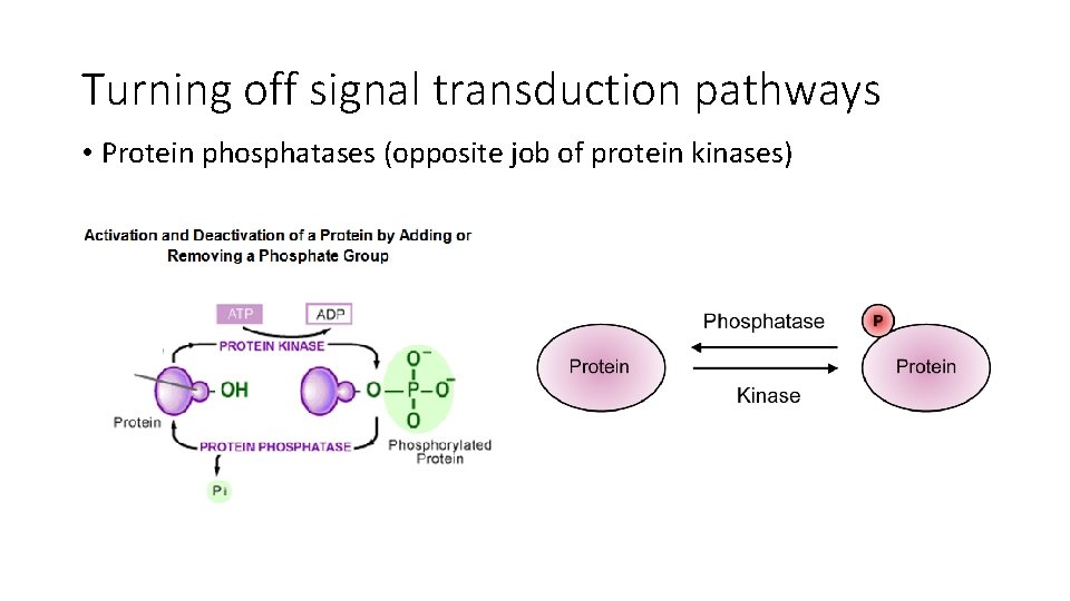 Turning off signal transduction pathways • Protein phosphatases (opposite job of protein kinases) Turning off signal transduction pathways • Protein phosphatases (opposite job of protein kinases)