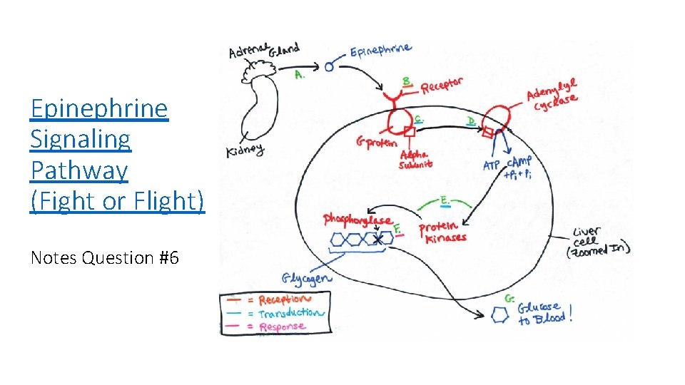 Epinephrine Signaling Pathway (Fight or Flight) Notes Question #6 Epinephrine Signaling Pathway (Fight or Flight) Notes Question #6