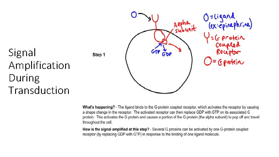 Signal Amplification During Transduction Signal Amplification During Transduction
