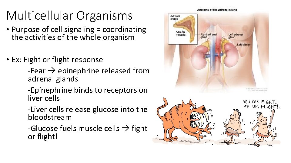 Multicellular Organisms • Purpose of cell signaling = coordinating the activities of the whole Multicellular Organisms • Purpose of cell signaling = coordinating the activities of the whole