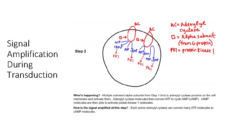 Signal Amplification During Transduction Signal Amplification During Transduction