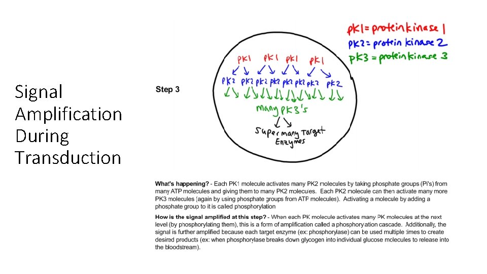 Signal Amplification During Transduction Signal Amplification During Transduction