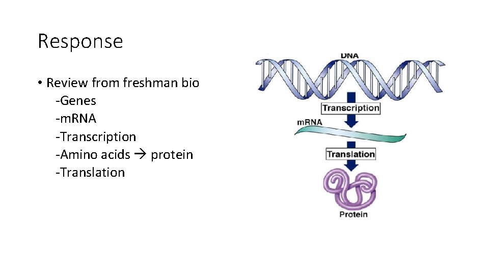 Response • Review from freshman bio -Genes -m. RNA -Transcription -Amino acids protein -Translation Response • Review from freshman bio -Genes -m. RNA -Transcription -Amino acids protein -Translation