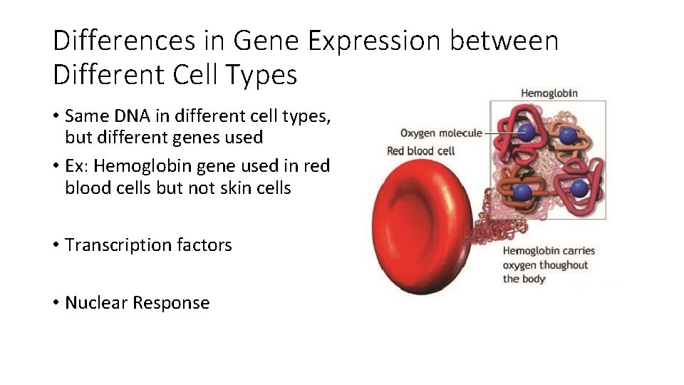 Differences in Gene Expression between Different Cell Types • Same DNA in different cell Differences in Gene Expression between Different Cell Types • Same DNA in different cell