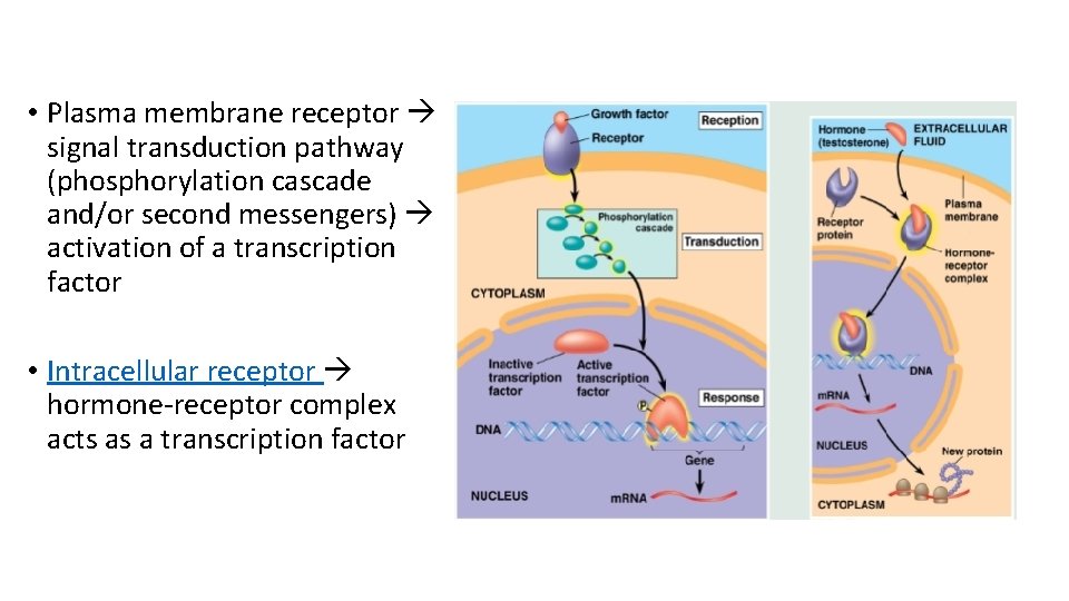• Plasma membrane receptor signal transduction pathway (phosphorylation cascade and/or second messengers) activation • Plasma membrane receptor signal transduction pathway (phosphorylation cascade and/or second messengers) activation