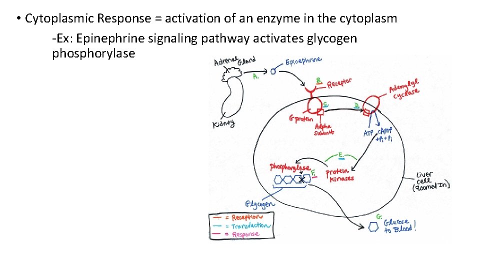 • Cytoplasmic Response = activation of an enzyme in the cytoplasm -Ex: Epinephrine • Cytoplasmic Response = activation of an enzyme in the cytoplasm -Ex: Epinephrine