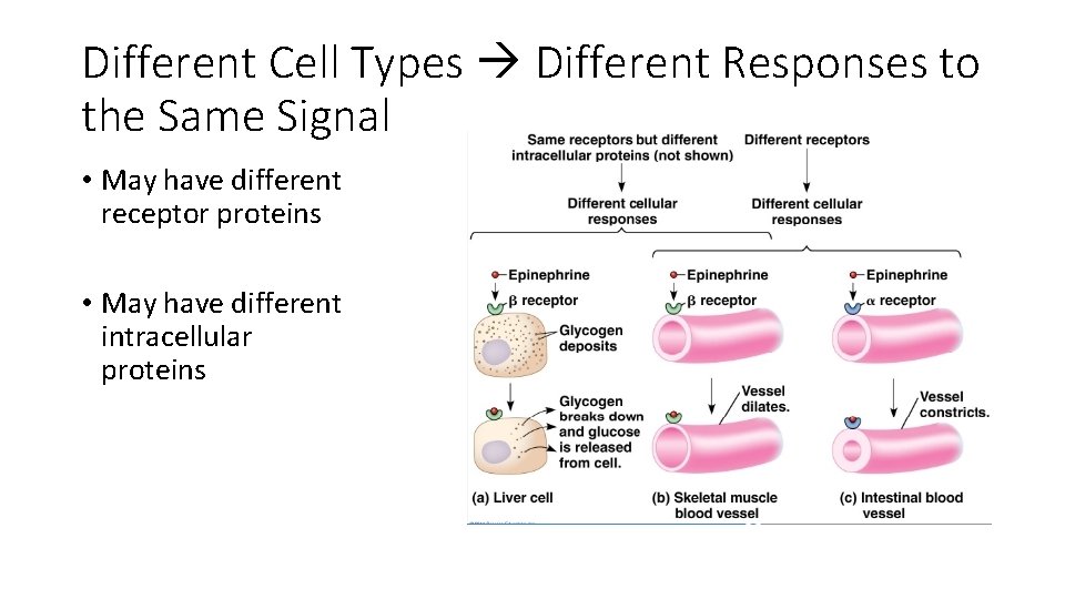 Different Cell Types Different Responses to the Same Signal • May have different receptor Different Cell Types Different Responses to the Same Signal • May have different receptor