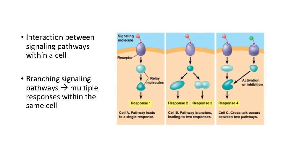 • Interaction between signaling pathways within a cell • Branching signaling pathways multiple • Interaction between signaling pathways within a cell • Branching signaling pathways multiple