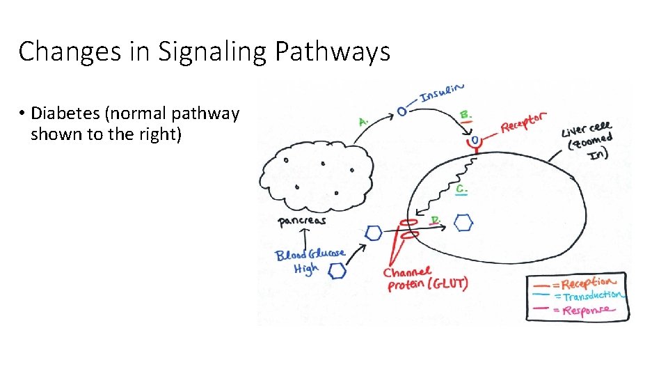 Changes in Signaling Pathways • Diabetes (normal pathway shown to the right) Changes in Signaling Pathways • Diabetes (normal pathway shown to the right)