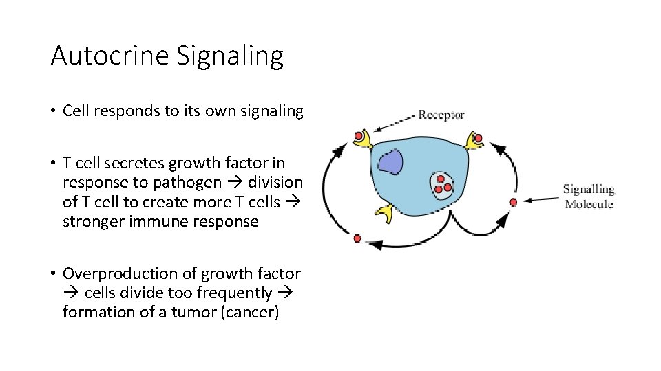 Autocrine Signaling • Cell responds to its own signaling • T cell secretes growth Autocrine Signaling • Cell responds to its own signaling • T cell secretes growth