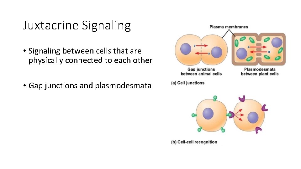 Juxtacrine Signaling • Signaling between cells that are physically connected to each other • Juxtacrine Signaling • Signaling between cells that are physically connected to each other •