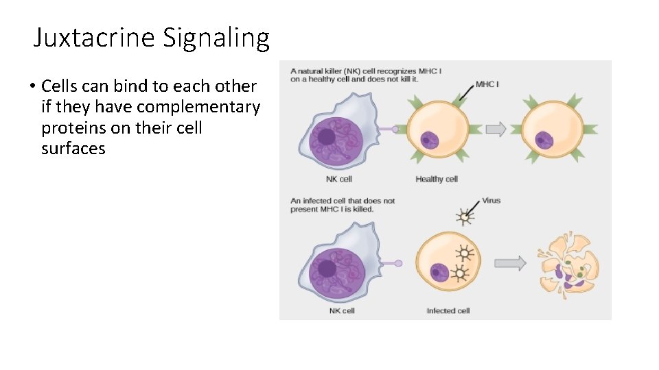 Juxtacrine Signaling • Cells can bind to each other if they have complementary proteins Juxtacrine Signaling • Cells can bind to each other if they have complementary proteins