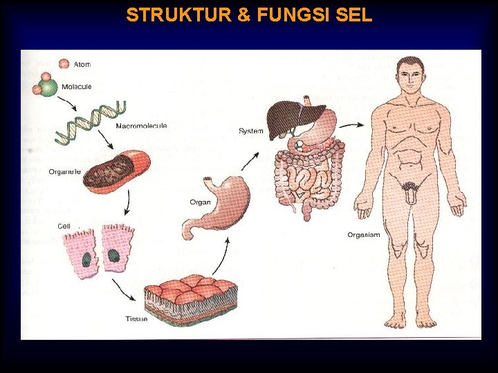 STRUKTUR & FUNGSI SEL 