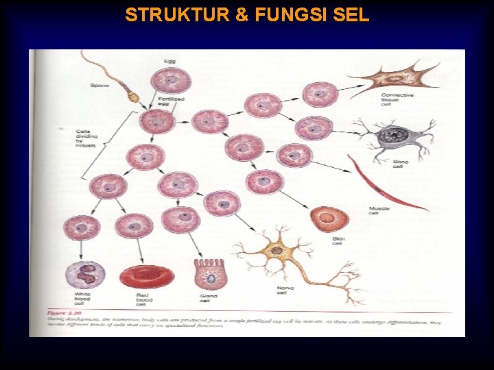 STRUKTUR & FUNGSI SEL 