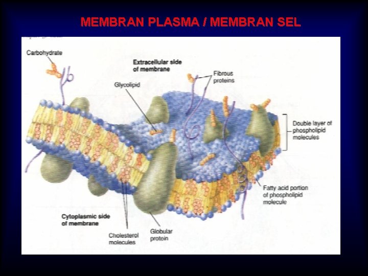 MEMBRAN PLASMA / MEMBRAN SEL 