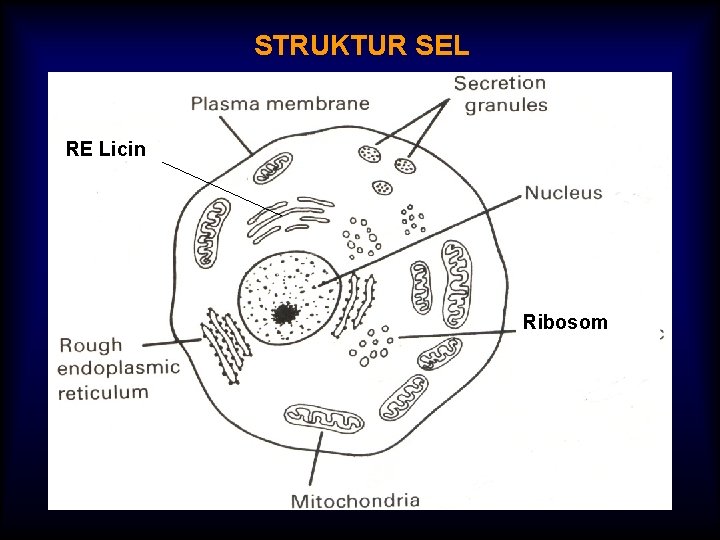 STRUKTUR SEL RE Licin Ribosom 