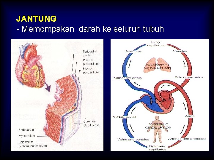 JANTUNG - Memompakan darah ke seluruh tubuh 