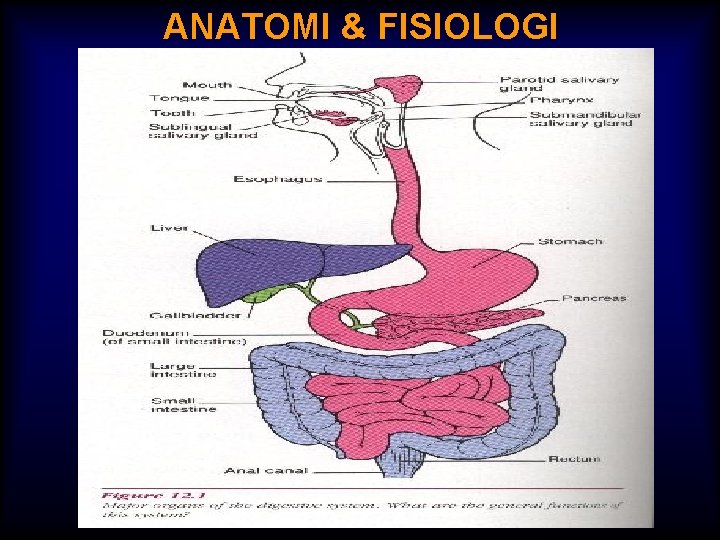 ANATOMI & FISIOLOGI 