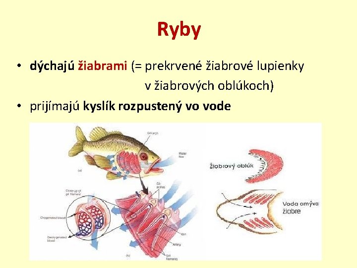 Ryby • dýchajú žiabrami (= prekrvené žiabrové lupienky v žiabrových oblúkoch) • prijímajú kyslík